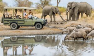 elephants at Tarangire national park