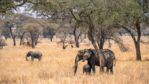elephants in Nyerere national park
