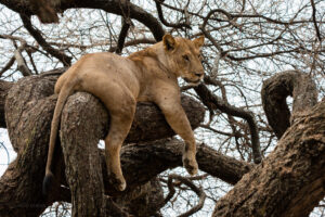 Lake Manyara national park