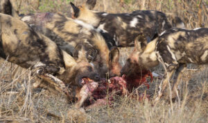 African wild dogs