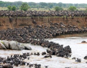 mara river crossing of wildebeest