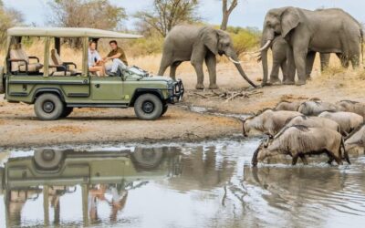 elephants at Tarangire national park