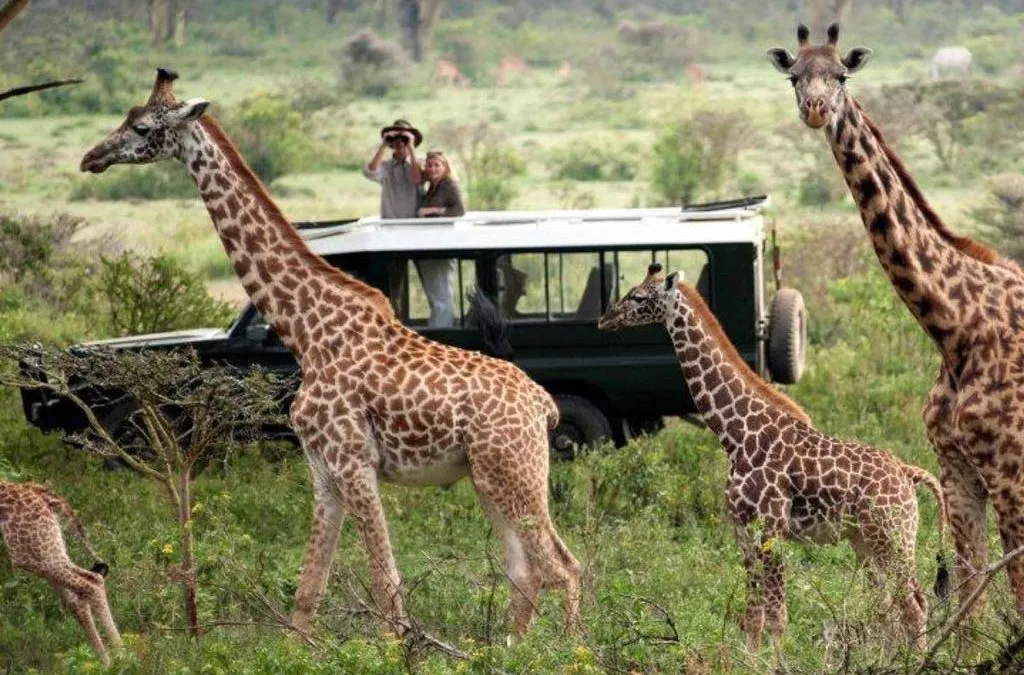 Zebra at Serengeti national park