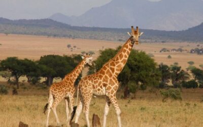 Giraffe at Makuyuni national park