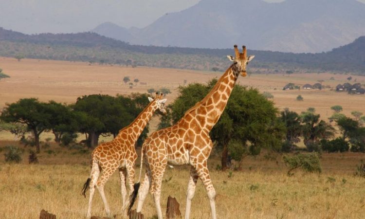Giraffe at Makuyuni national park