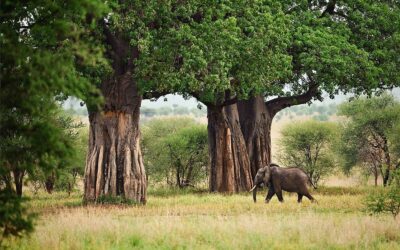 baobab trees at Tarangire national park
