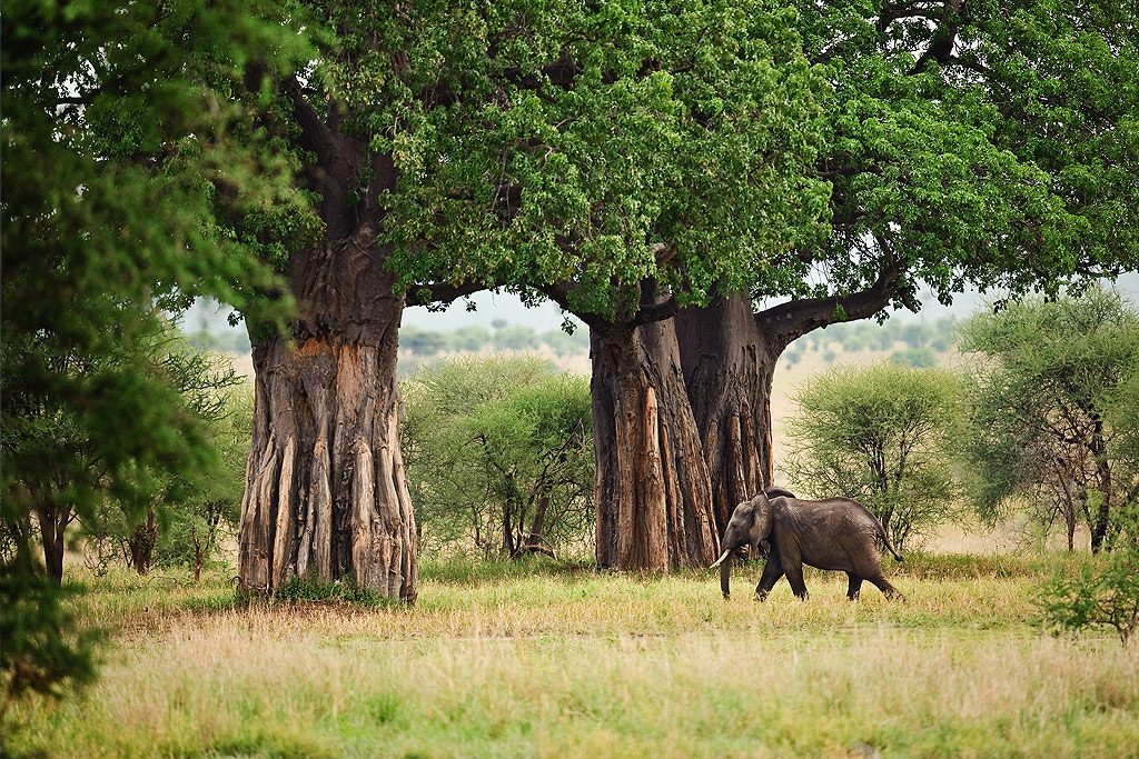 baobab trees at Tarangire national park