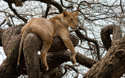 Lake Manyara national park