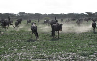 wildebeest in Serengeti