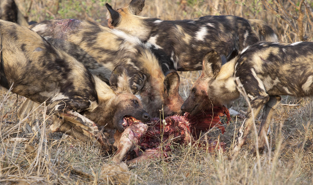 African wild dogs