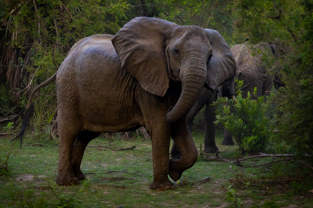 Nyerere national park in May