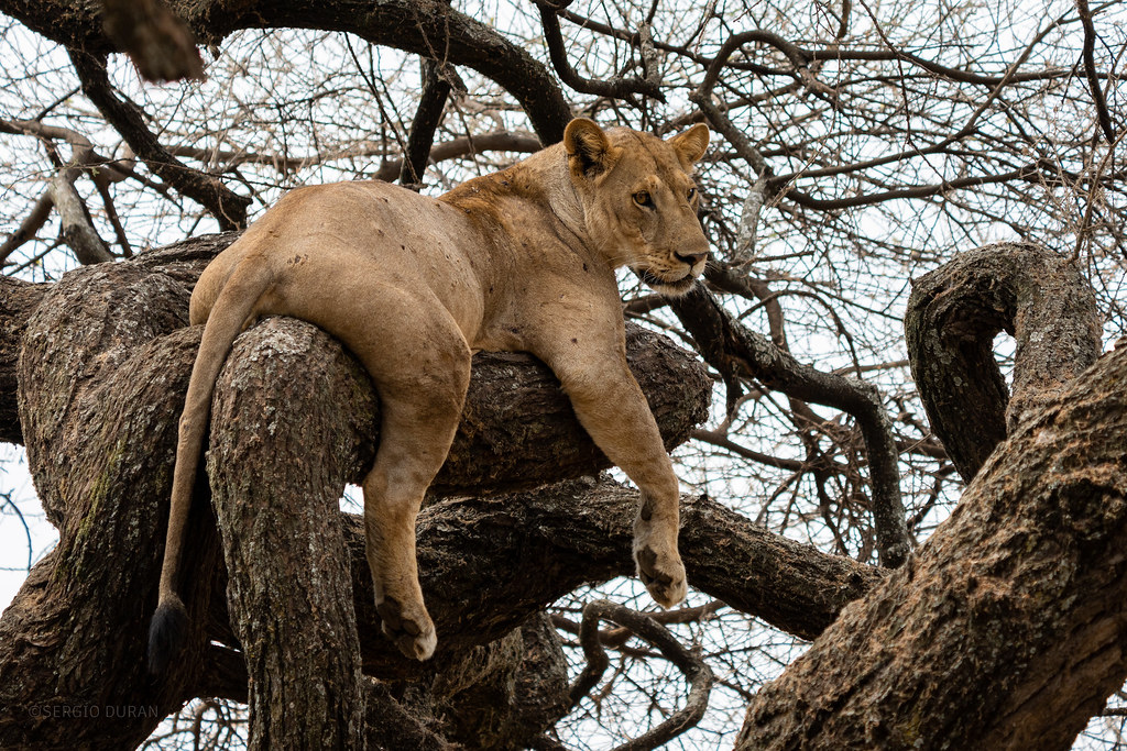 lions in selous