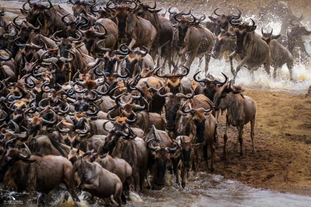 wildebeest in serengeti