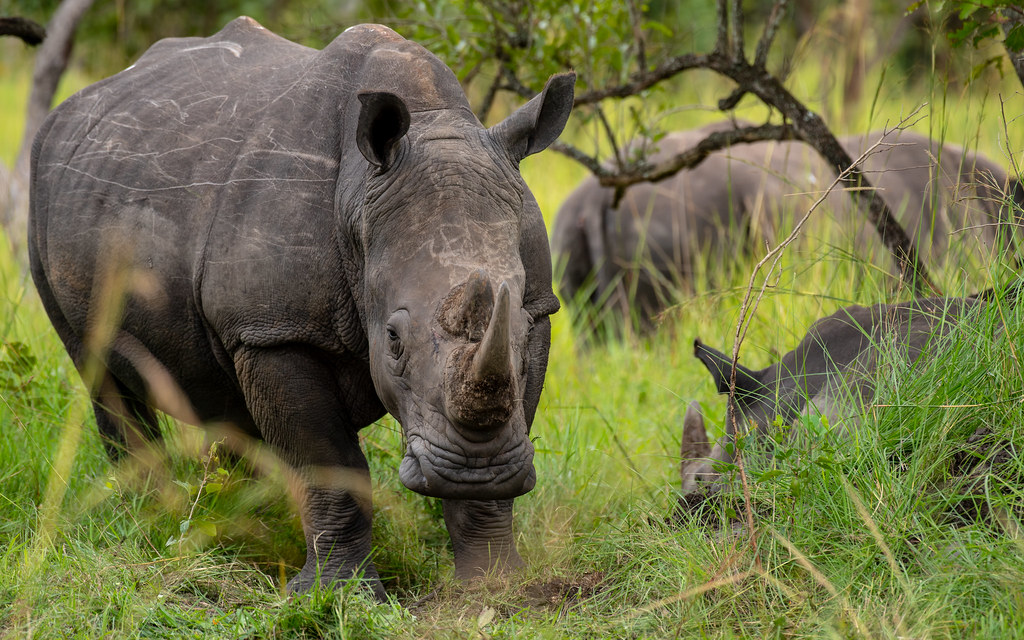 rhino tracking in tanzania